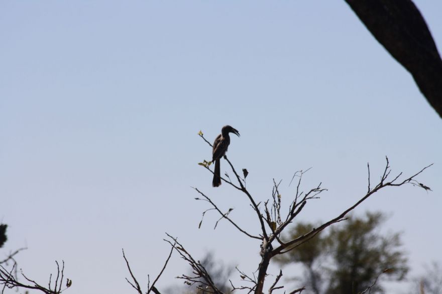 Self-drive in the Okavango Delta