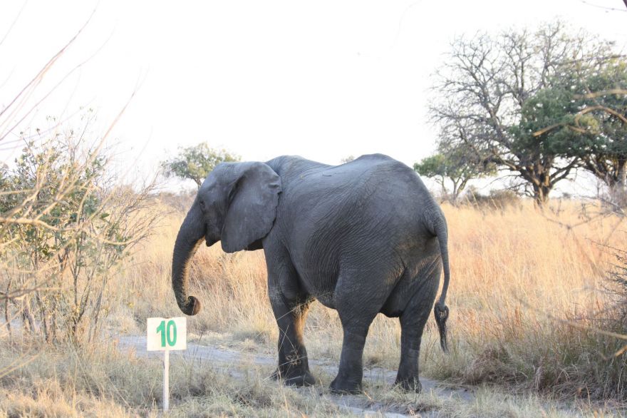 Self-drive in the Okavango Delta