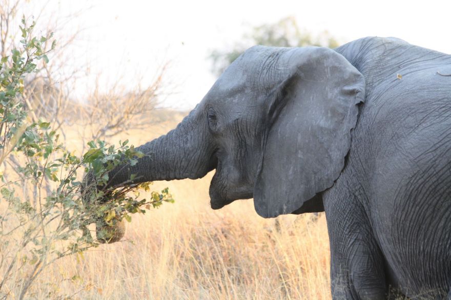 Self-drive in the Okavango Delta