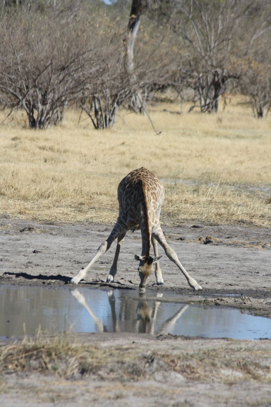 Self-drive in the Okavango Delta