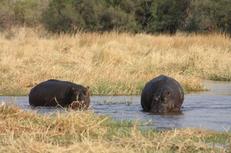 Self-drive in the Okavango Delta