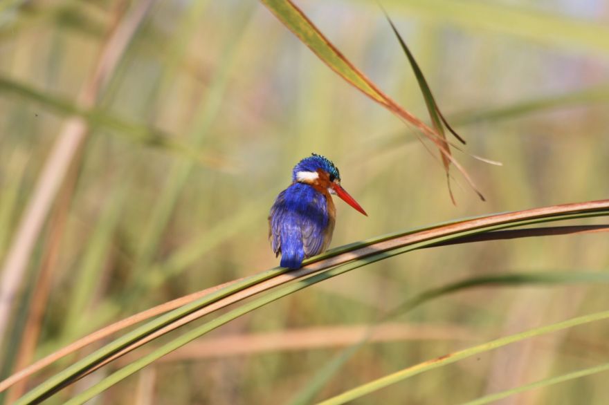 Self-drive in the Okavango Delta