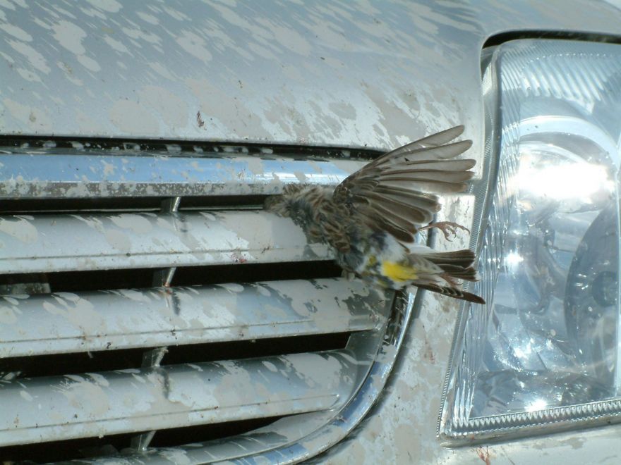 Bird stuck in car